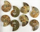 Lot: - Cut Ammonite Pairs (Grade B/C) - Pairs #77339-2